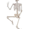 SUNSTAR INDUSTRIES - 60in realistic skeleton decoration – life-size Halloween prop for haunted house, yard, indoor & outdoor décor, scary parties and spooky setups. - Party Shop