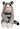 FUN WORLD - Costume Bébé - Raton Laveur - Party Shop