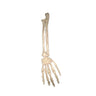Seasons LTD - Main de Squelette - Party Shop