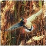 HAVERCAMP - Serviettes À Cocktail (16) - Chasse Aux Canards - Party Shop