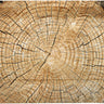 HAVERCAMP - Assiette De Service 11.5Po (4)  - Rondin De Bois - Party Shop